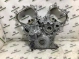 Передняя крышка двигателя 7933-722 Infiniti Q 50  135005CA1A 