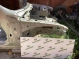 Лонжерон правый 8122-562 Jaguar XJ X351  C2D18943 